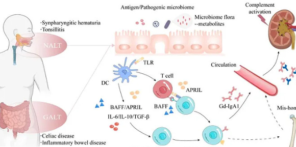 LG化学进军肾癌治疗领域，联合开发创新疗法